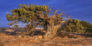 Twisted & Ageless Tree