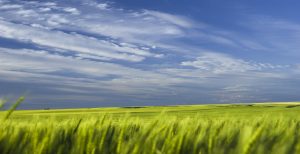 Intricate Clouds Over Waving Wheat