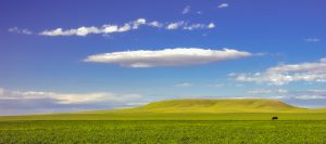 A Singularity of Cow