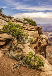 Time Twisted Tree #14