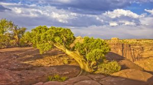 Time Twisted Tree #6